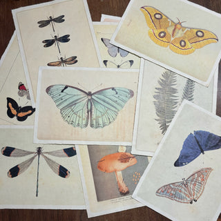 12"x16" Butterfly Quartet - Flora & Fauna Collection