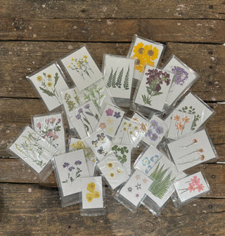 Pressed Botanical Collection - Assorted Set of 60