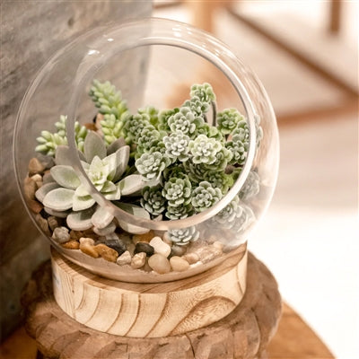 ***Glass Terrarium with Wood Base 7.5"x8"