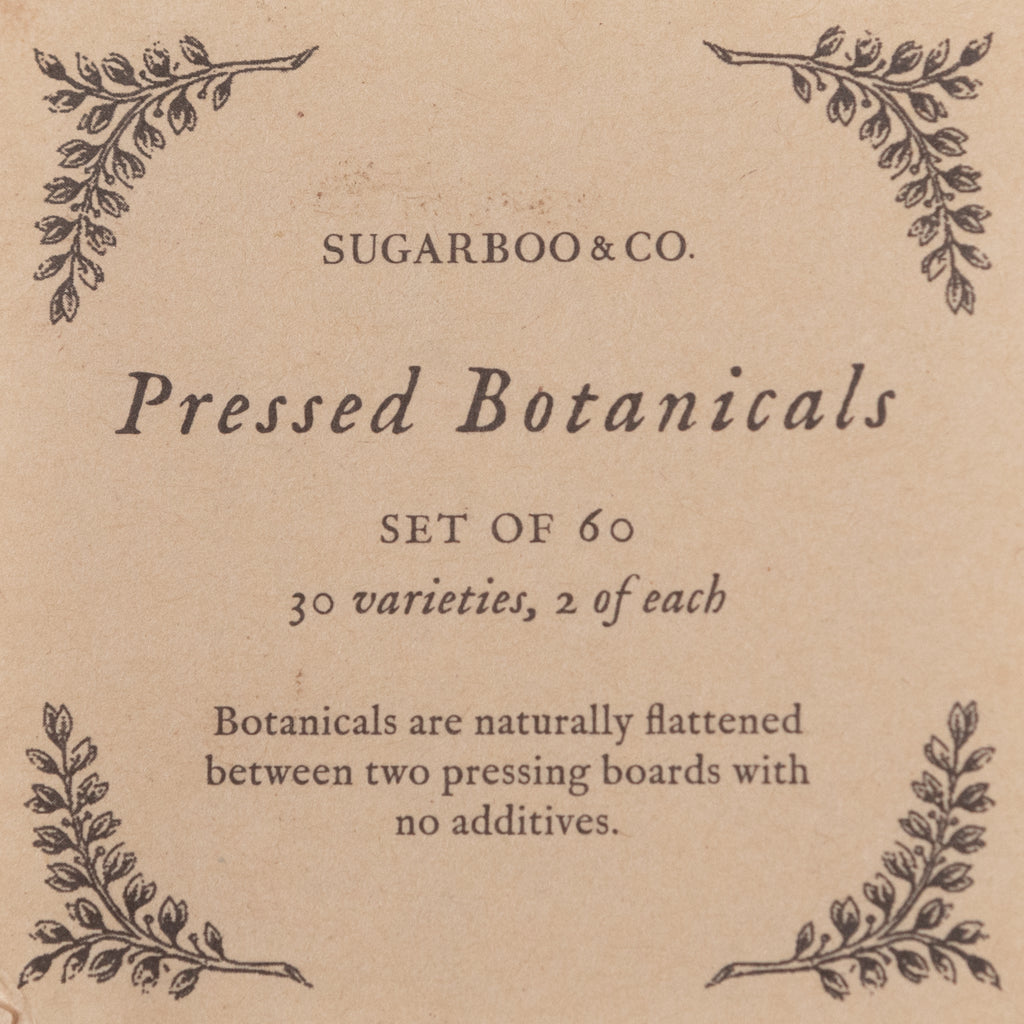 Pressed Botanical Collection - Assorted Set of 60