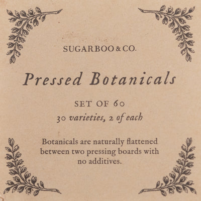 Pressed Botanical Collection - Assorted Set of 60