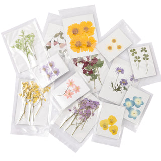 Pressed Botanical Collection - Assorted Set of 60