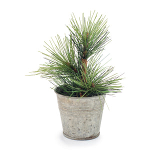 ***Mini Pine Tree In Tin Pot - 4"x4"x6"