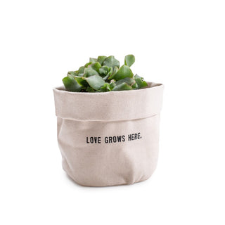 Love Grows Here - Small Canvas Planter