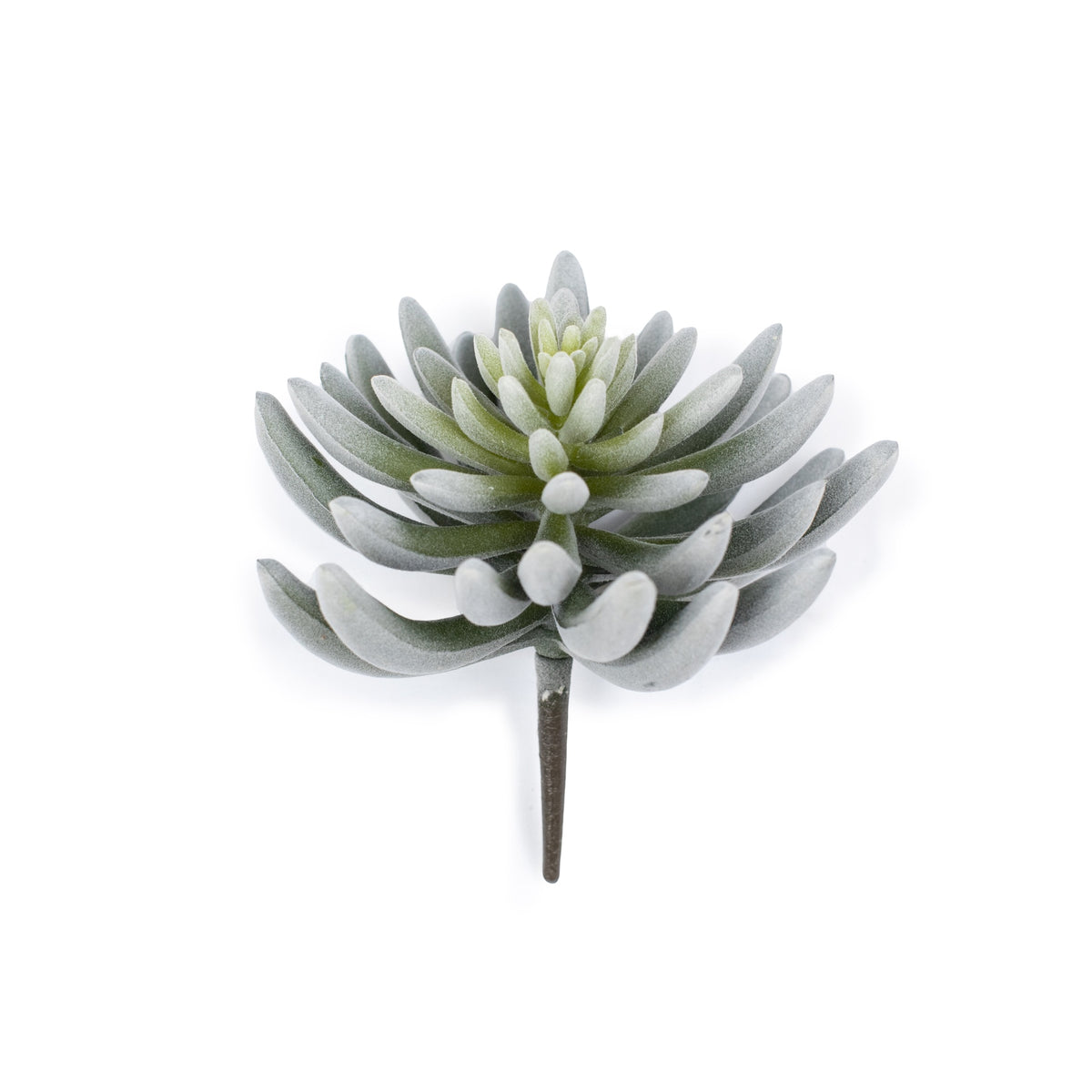 ***Succulent Stem #4