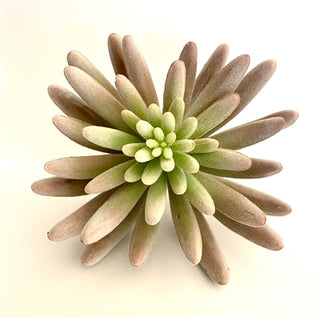 Pink and Green Succulent Stem