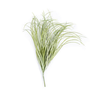 ***Sea Grass Bush