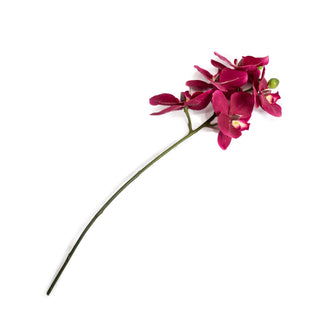 ***Red Orchid Stem